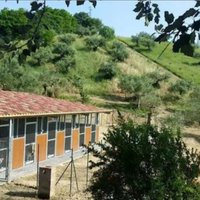 Struttura abitativa + attività cinofila