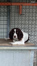 Springer Spaniel Inglese da caccia - Animali In vendita a Ancona