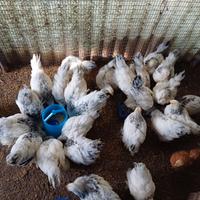 Pulcinotti Brahma e Sussex di razza pura