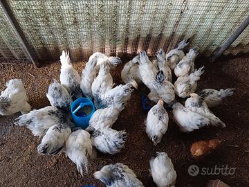 Pulcinotti Brahma e Sussex di razza pura