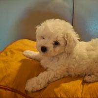 Cuccioli di Bichon à poil frisé