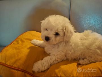 Cuccioli di Bichon à poil frisé