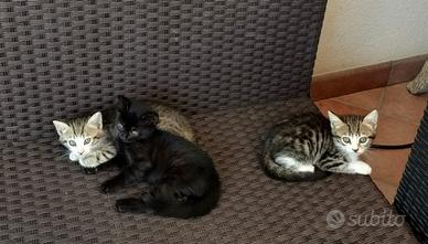 Cuccioli gatto