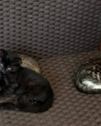 Cuccioli gatto