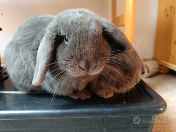 Cuccioli coniglio ariete nano