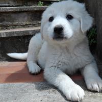 Cuccioli pastore maremmani