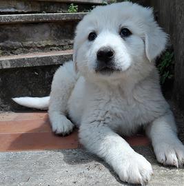 Cuccioli pastore maremmani