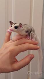 Cucciolo di Petauro Mosaico allevato a mano