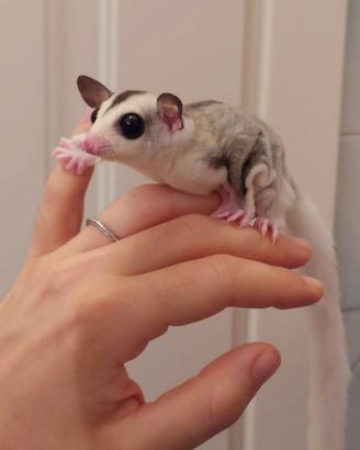 Cucciolo di Petauro Mosaico allevato a mano