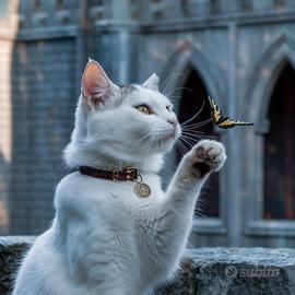 Grafico content creator