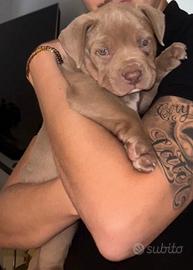 American Bully Xl femmina