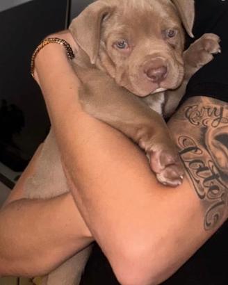 American Bully Xl femmina
