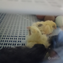 Marans araucana e galline dalle uova verdi