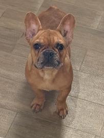 Bulldog francese