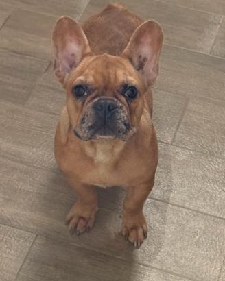 Bulldog francese