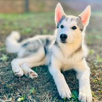 Cucciolo husky maschio