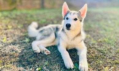 Cucciolo husky maschio