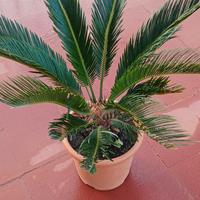 cycas revoluta 