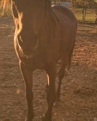 Cavallo