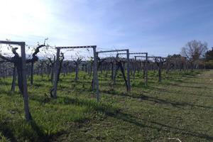 Terreno Agricolo - Giulianova