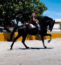 Cavallo Andaluso