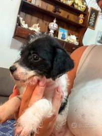 Cucciola femmina taglia piccol