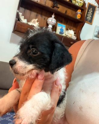 Cucciola femmina taglia piccol