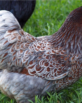 Galline ornamentali