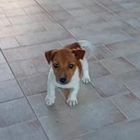 Cucciolo maschio jack Russell