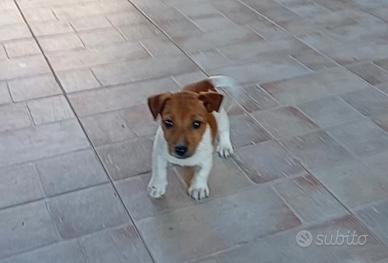Cucciolo maschio jack Russell