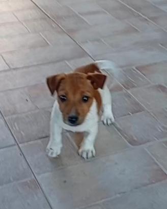 Cucciolo maschio jack Russell