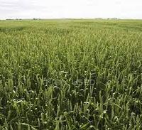 R.EMILIA Azienda agricola a seminativo irriguo