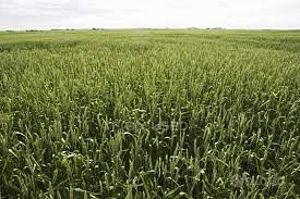 R.EMILIA Azienda agricola a seminativo irriguo