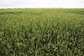 R.EMILIA Azienda agricola a seminativo irriguo