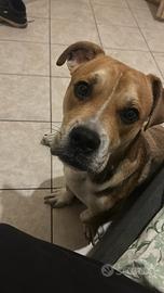 Cane simil amstaff