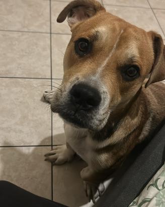 Cane simil amstaff