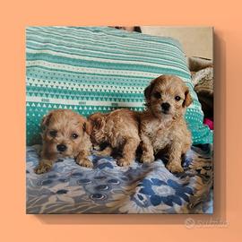 Maltipoo