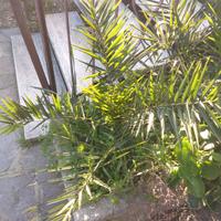 Palme phoenix delle Canarie