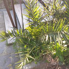 Palme phoenix delle Canarie