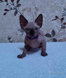 Cuccioli di sphynx trasporto in tutta italia