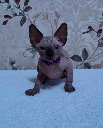 Cuccioli di sphynx trasporto in tutta italia