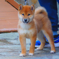 Meravigliosa cucciola di Shiba