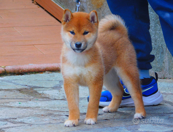 Meravigliosa cucciola di Shiba