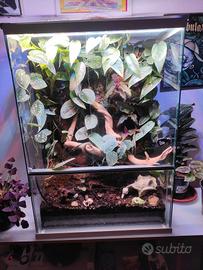 Terrarium Bioattivo  60hx50x33