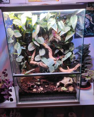 Terrarium Bioattivo  60hx50x33