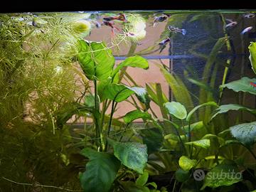piante acquario per pesci