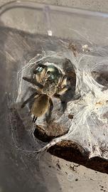 Migale Monocentropus balfouri