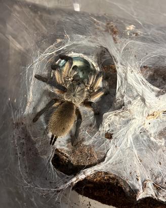 Migale Monocentropus balfouri