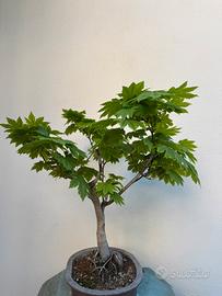 Bonsai acero