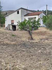 VIlla singola con terreno e uliveto